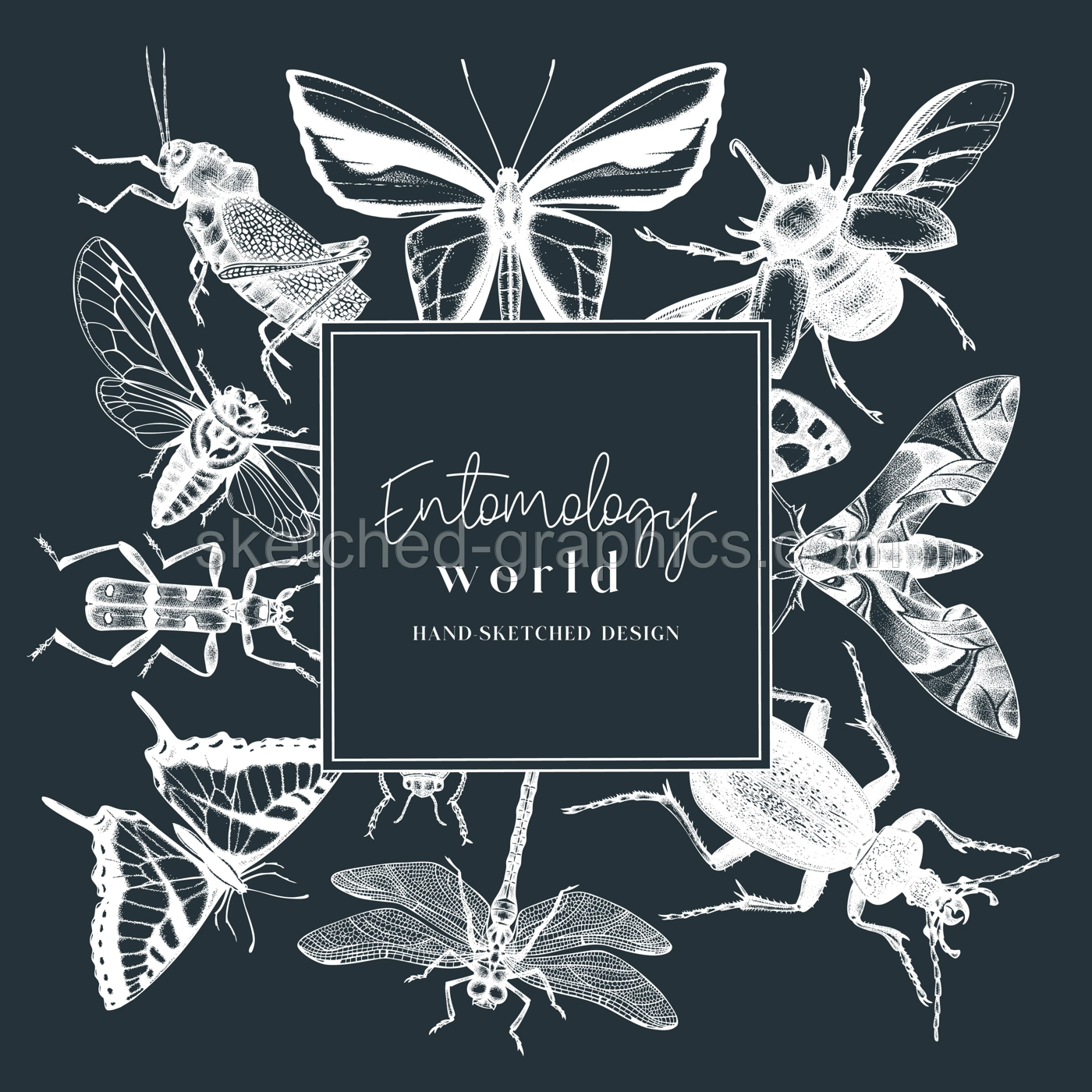 Hand-sketched insect wreath template. Hand drawn beetles, bugs, butterflies, dragonfly, cicada, moths, bee illustrations in vintage style. Entomological frame vector  design. Illustration